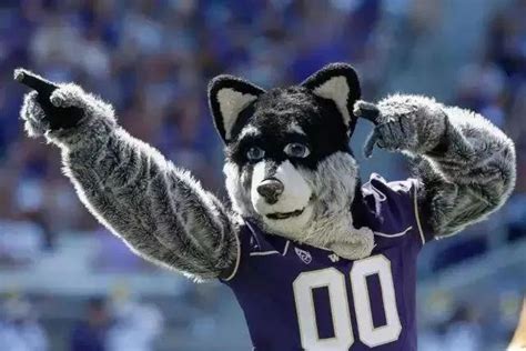 Husky mascot harry